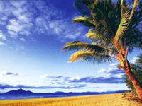 Пальмовый пляж